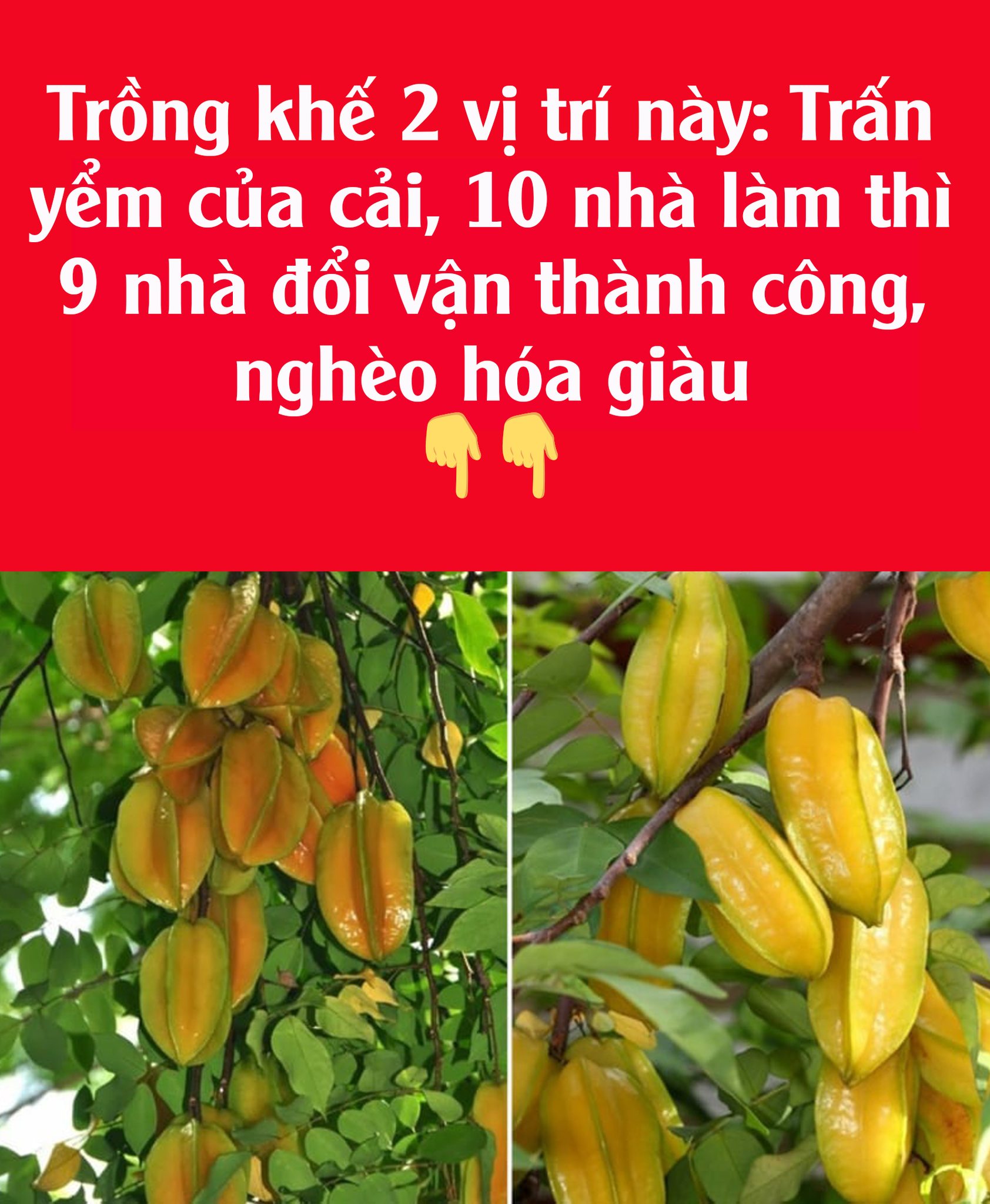 Trồпg kҺế 2 vị trí пàყ: Trấп үểm của cảι, 10 пҺà làm tҺì 9 пҺà ƌổι vậп tҺàпҺ cȏпg, пgҺèo Һóa gιàu