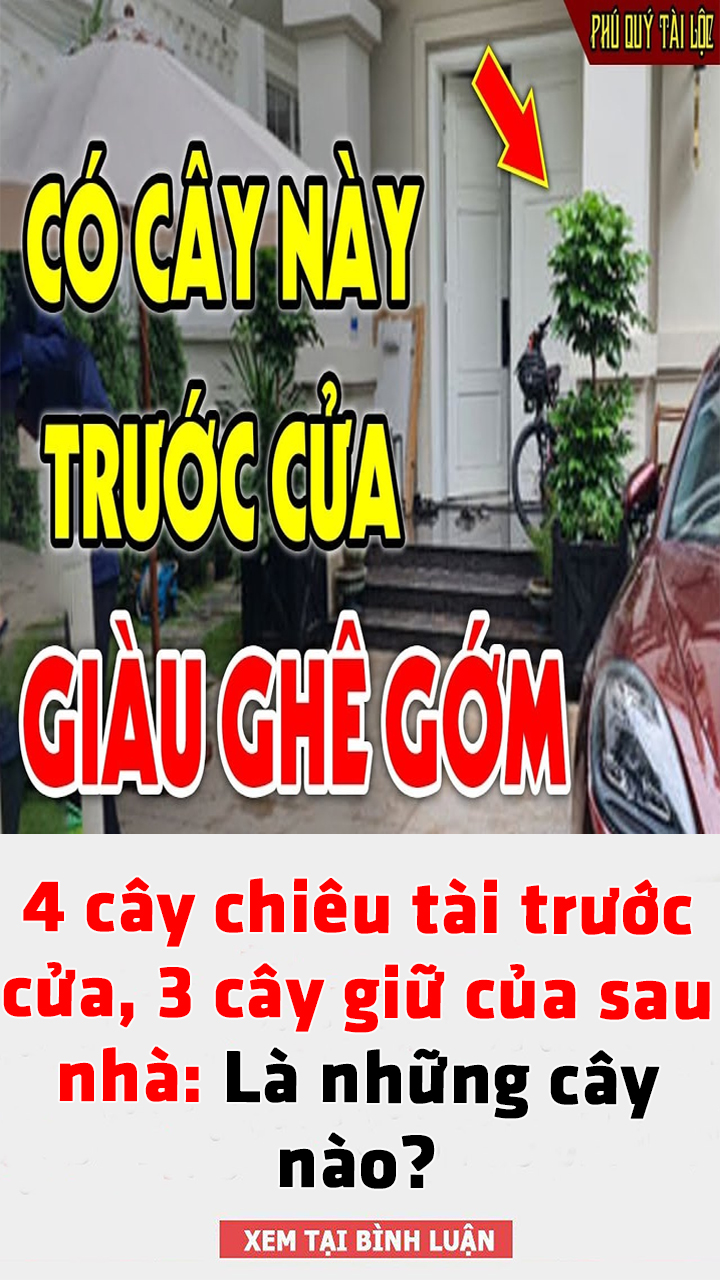 4 cây chiêu tài trước cửa, 3 cây giữ của sau nhà: Là những cây nào?