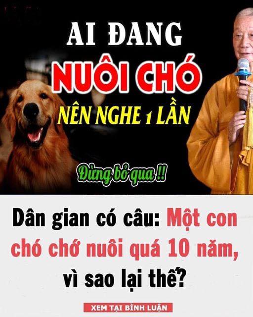 Dân gian có câu: Một con c h ó chớ nuôi quá 10 năm, vì sao lại thế?