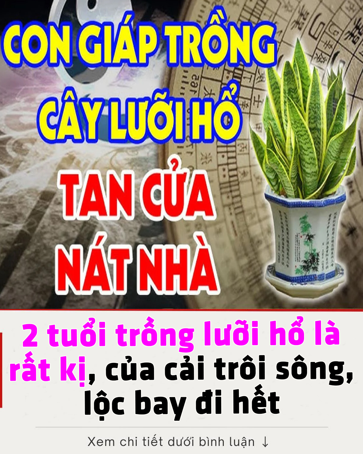 2 tuổi trồng lưỡi hổ là rất kị, của cải trôi sông, l ộ c bay đi hết