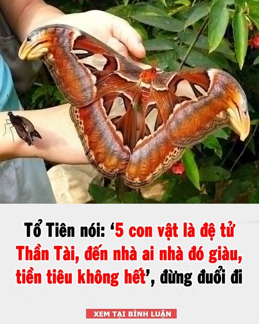 Tổ Tiên dặn chẳng sai: 5 con vật là đệ tử Th ầ n T à i, đến nhà là tiền theo đến, nhớ đừng đuổi đi