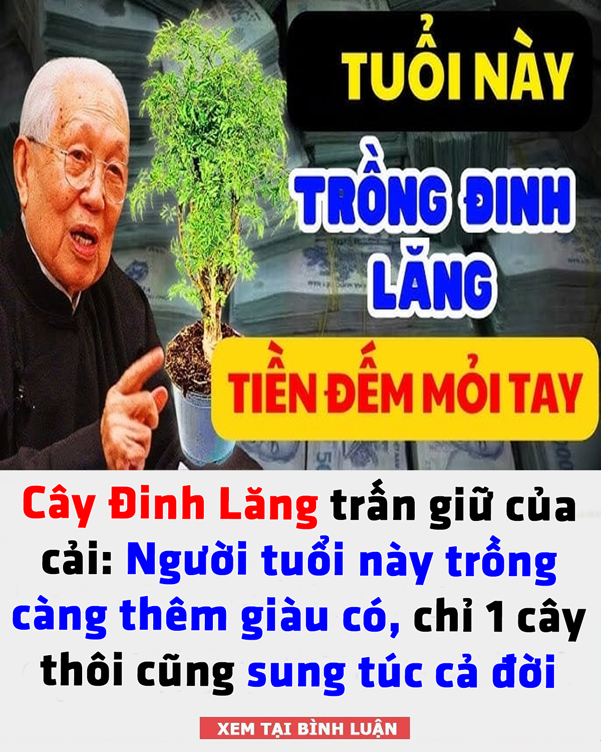 Cây Đinh Lăng trấn giữ của cải: Người tuổi này trồng càng thêm già u có, chỉ 1 cây thôi cũng sung túc cả đời