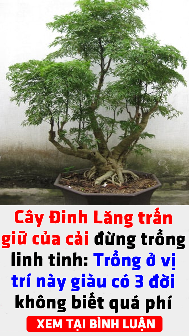 Cây Đinh Lăng trấn giữ của cải đừng trồng linh tinh: Trồng ở vị trí này giàu có 3 đời không biết quá phí