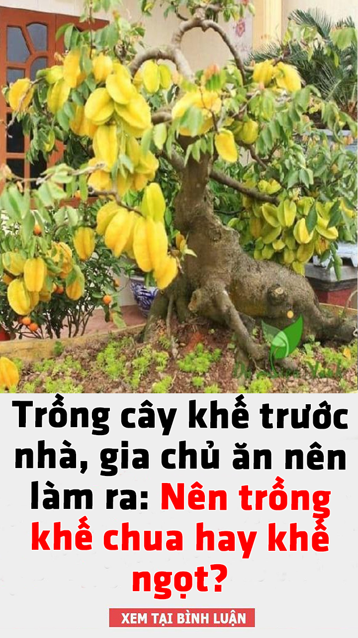Trồng cây khế trước nhà, gia chủ ăn nên làm ra: Nên trồng khế chua hay khế ngọt?